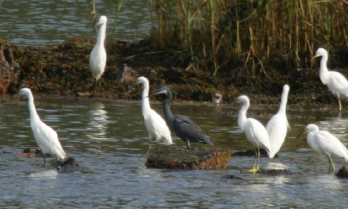 Egretta gularis Ardeidae