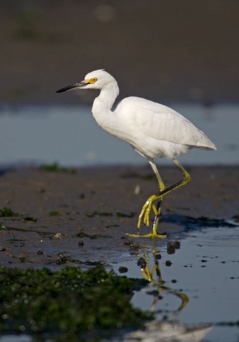 Egretta thula Ardeidae