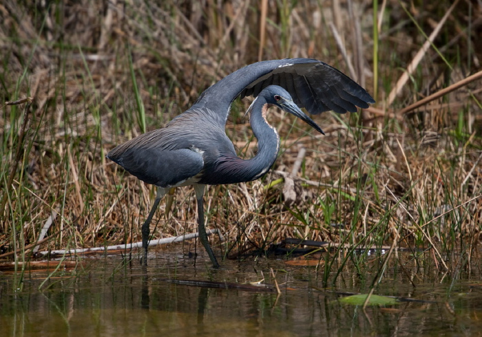 Egretta tricolor Ardeidae