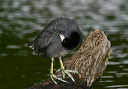 img_2928_coot
