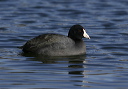 img_5888_coot