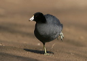img_9199_coot