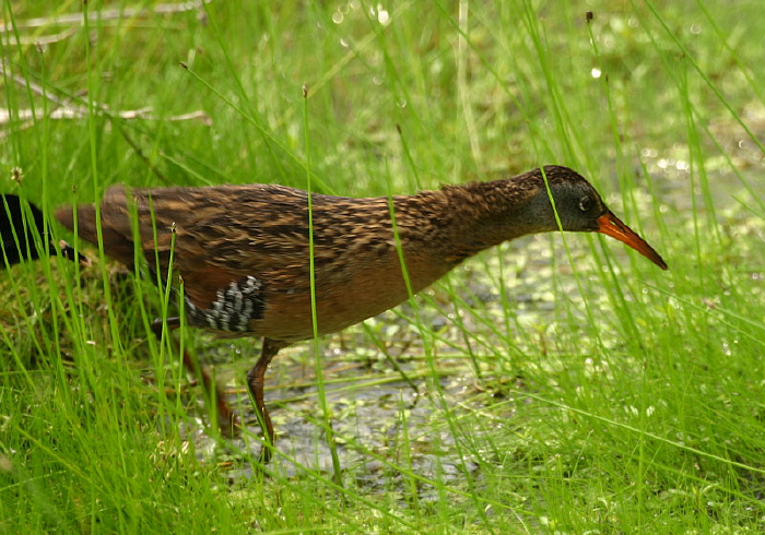 Rallus limicola Rallidae