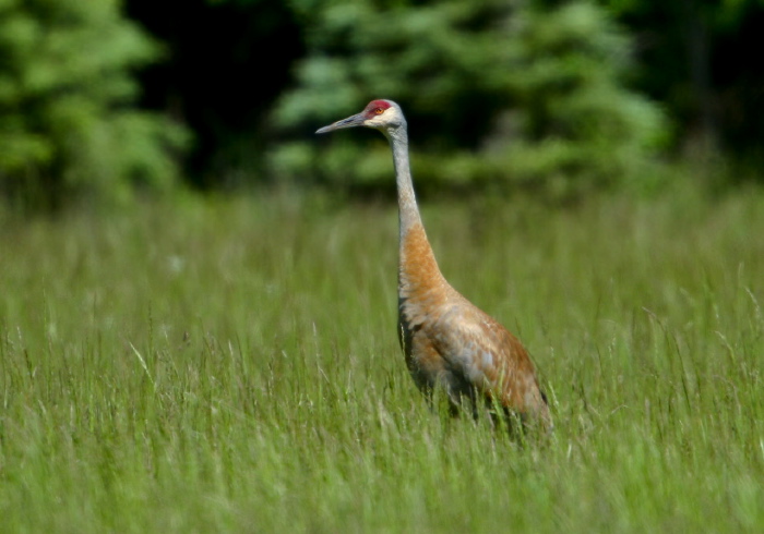 Grus canadensis Gruidae