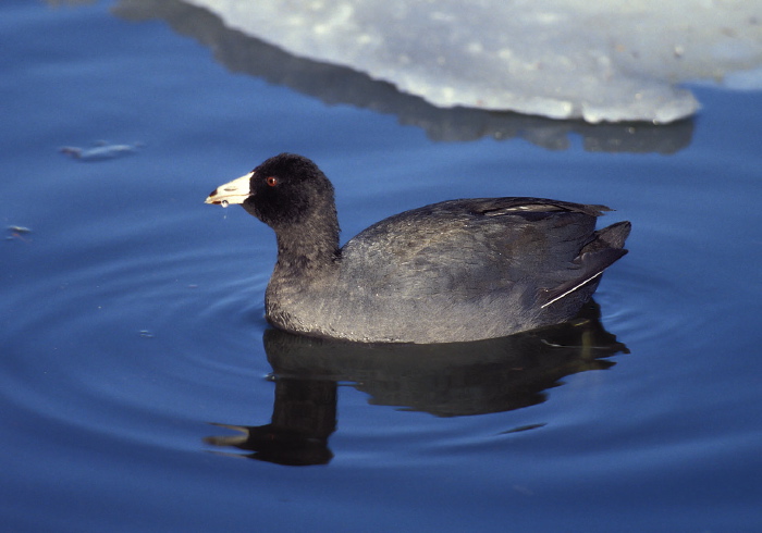 Fulica americana Rallidae