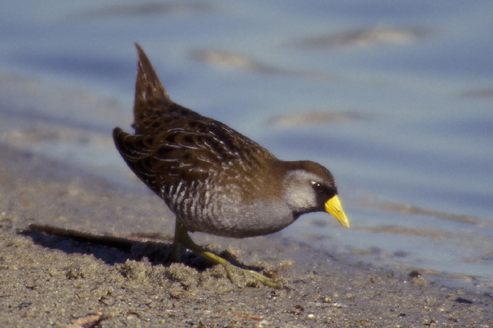 Porzana carolina Rallidae