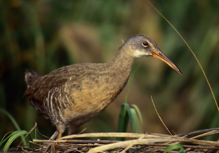 Rallus longirostris Rallidae