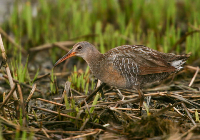 Rallus longirostris Rallidae