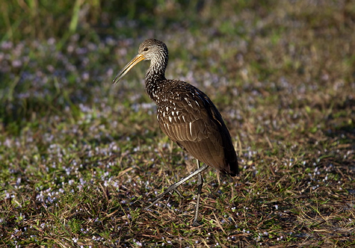 Aramus guarauna Aramidae