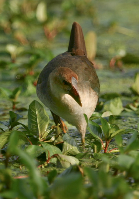 Porphyrula martinica Rallidae