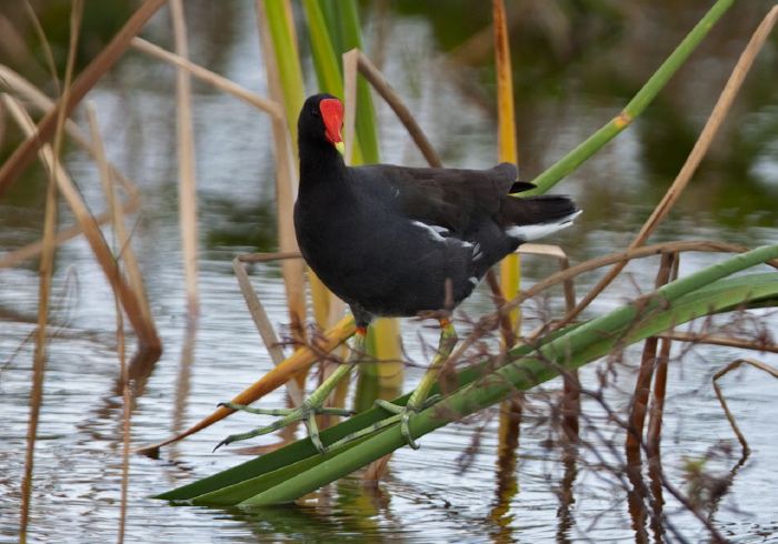 Gallinula chloropus Rallidae