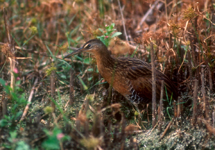 Rallus elegans Rallidae