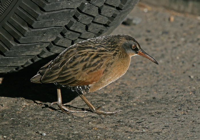 Rallus limicola Rallidae