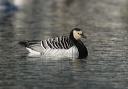 yl0d1086_barnacle_goose