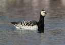 yl0d1093_barnacle_goose