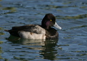 img_6533_scaup