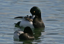 img_6550_scaup