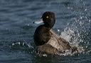 img_6569_scaup