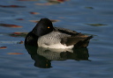 img_6635_scaup