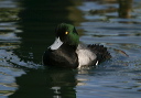 img_6641_scaup