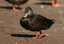 img_6866_black_duck