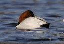 img_8758_canvasback