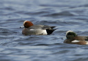 img_9433_wigeon