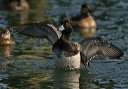 lesser_scaup525