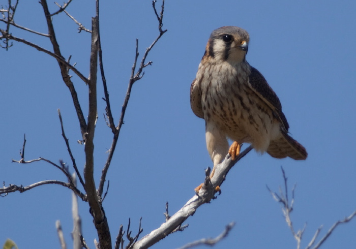 Falco sparverius Falconidae