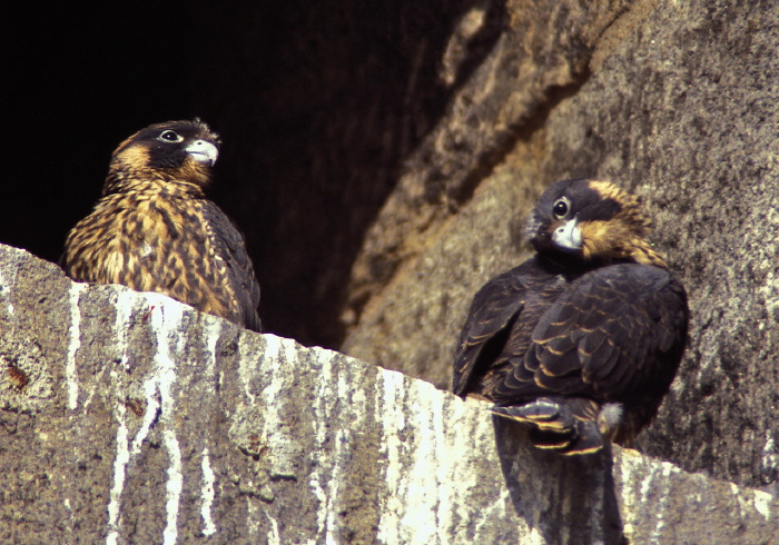 Falco peregrinus Falconidae