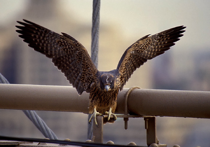 Falco peregrinus Falconidae