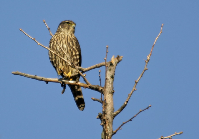 Falco columbarius Falconidae