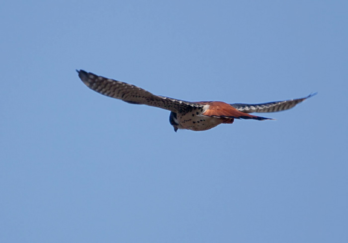 Falco sparverius Falconidae