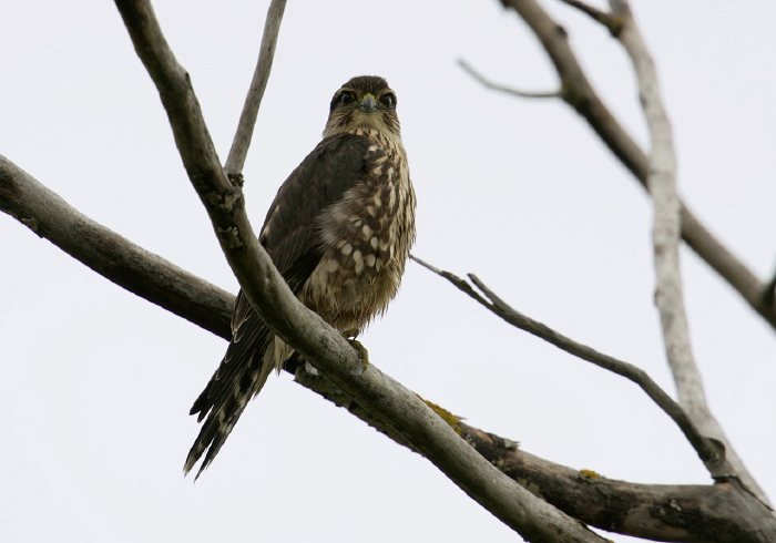 Falco columbarius Falconidae