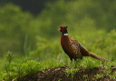 ring-necked_pheasant856