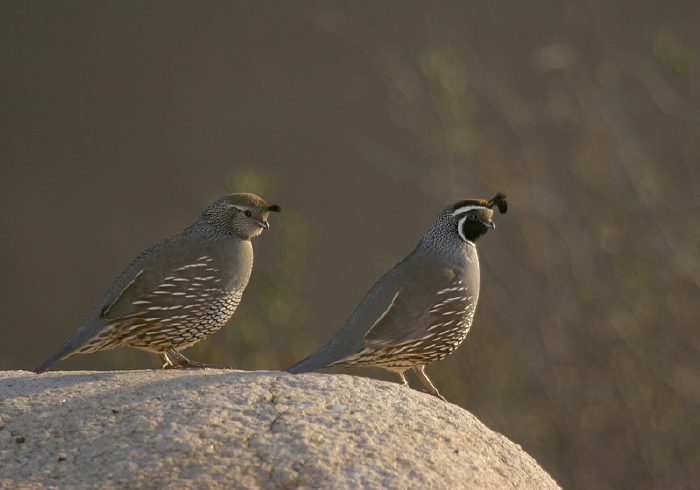 Callipepla californica Odontophoridae