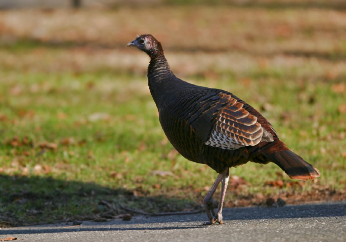 Meleagris gallopavo Phasianidae