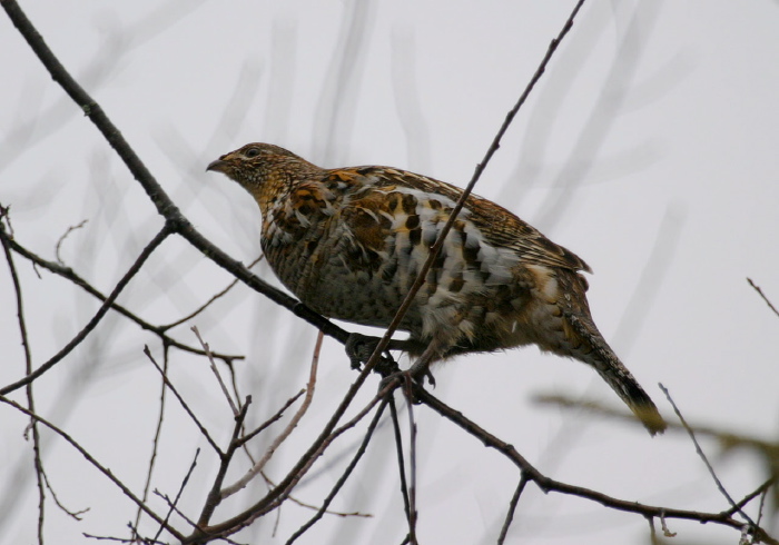 Bonasa umbellus Phasianidae