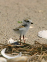 img_4483_plover