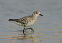 img_5073_plover