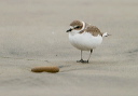img_7069_plover
