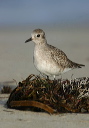 img_7699_plover