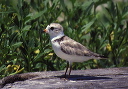 piping_plover