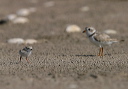 piping_plover389