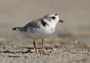 piping_plover404