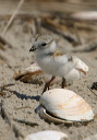 piping_plover485