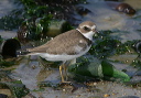 semipalmated_plover5007