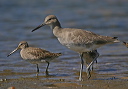 img_2726_willet