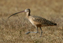 img_7295_long-billed_curlew