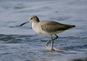img_7511_willet